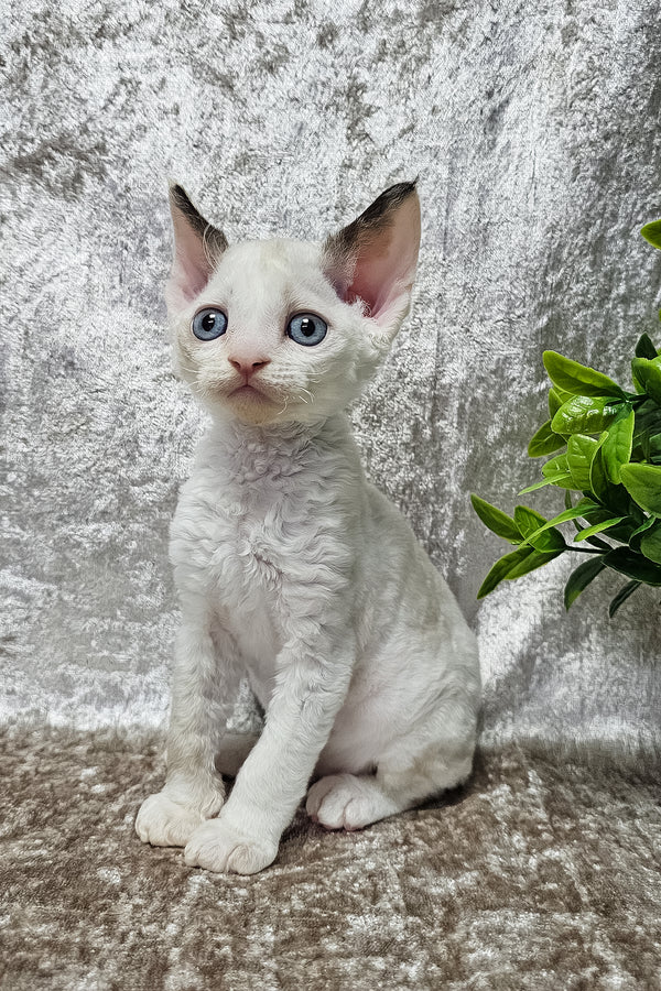 Vivien | Devon Rex Kitten