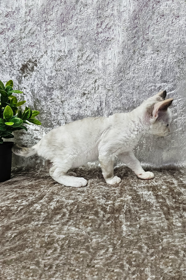 Vivien | Devon Rex Kitten