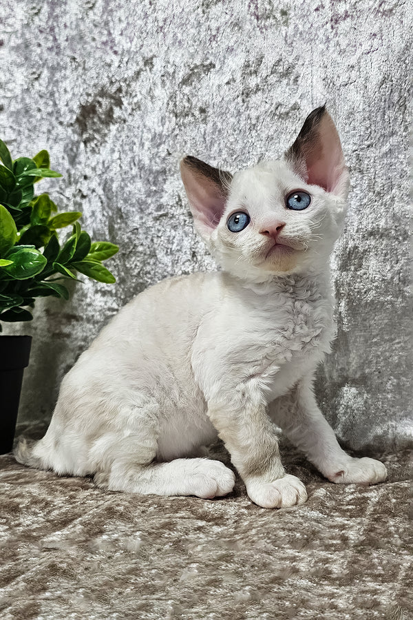 Vivien | Devon Rex Kitten
