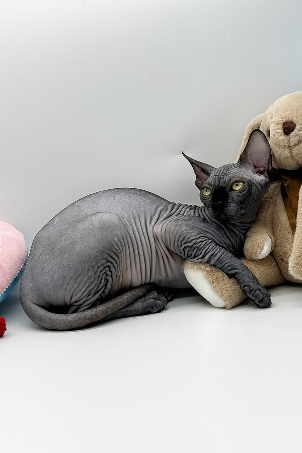 Vivienne | Canadian Sphynx Kitten