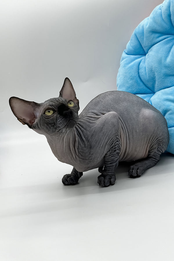 Vivienne | Canadian Sphynx Kitten