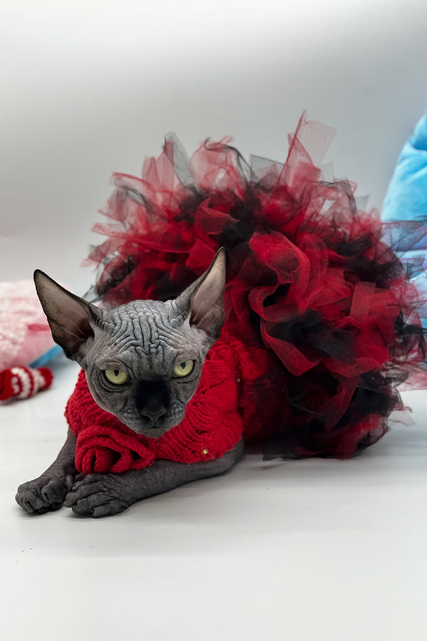 Vivienne | Canadian Sphynx Kitten