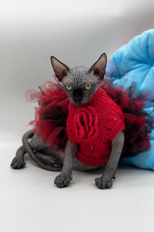 Vivienne | Canadian Sphynx Kitten