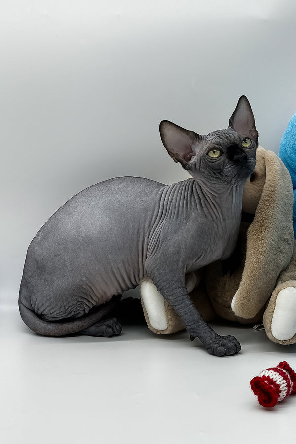 Vivienne | Canadian Sphynx Kitten