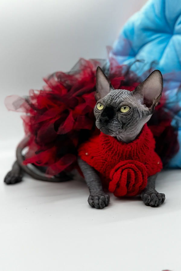 Vivienne | Canadian Sphynx Kitten