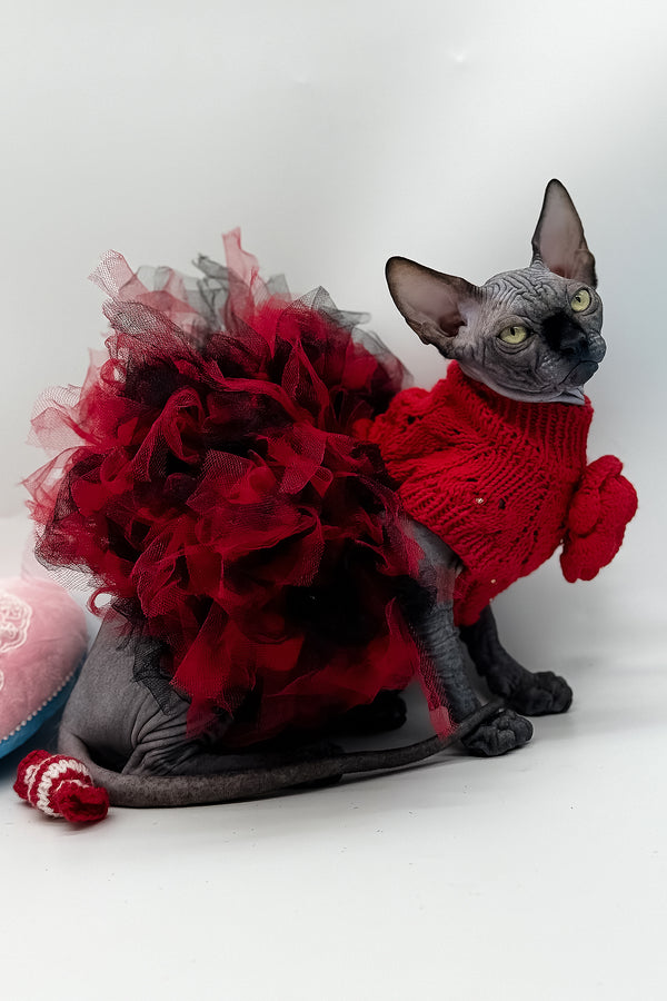 Vivienne | Canadian Sphynx Kitten
