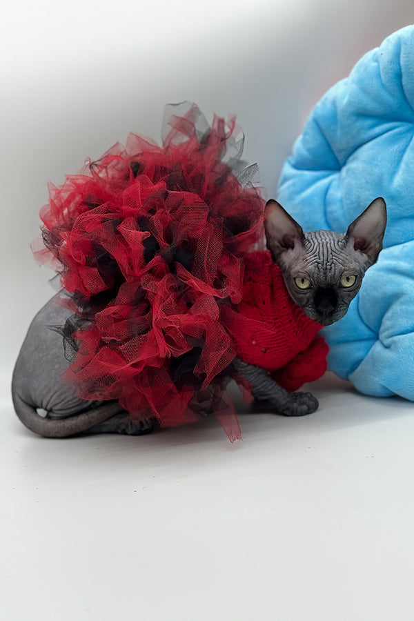 Vivienne | Canadian Sphynx Kitten