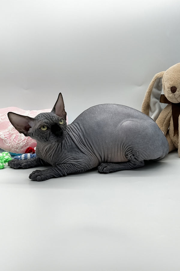 Vivienne | Canadian Sphynx Kitten