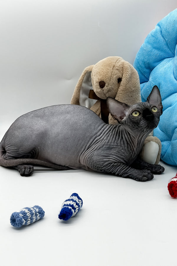 Vivienne | Canadian Sphynx Kitten