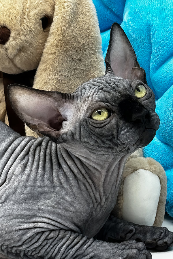 Vivienne | Canadian Sphynx Kitten
