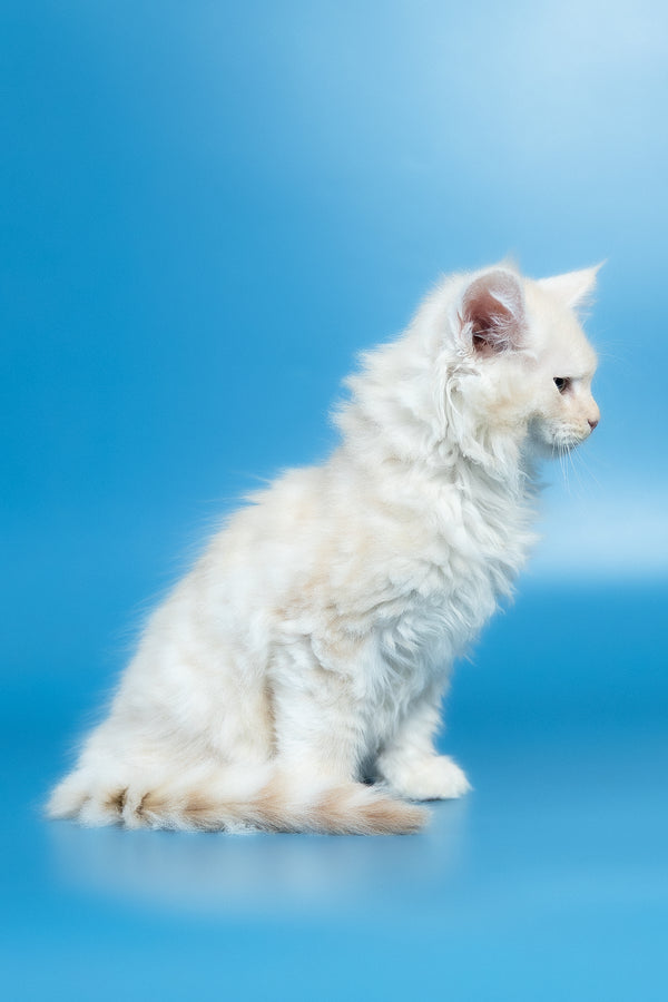 Volf | Maine Coon Kitten