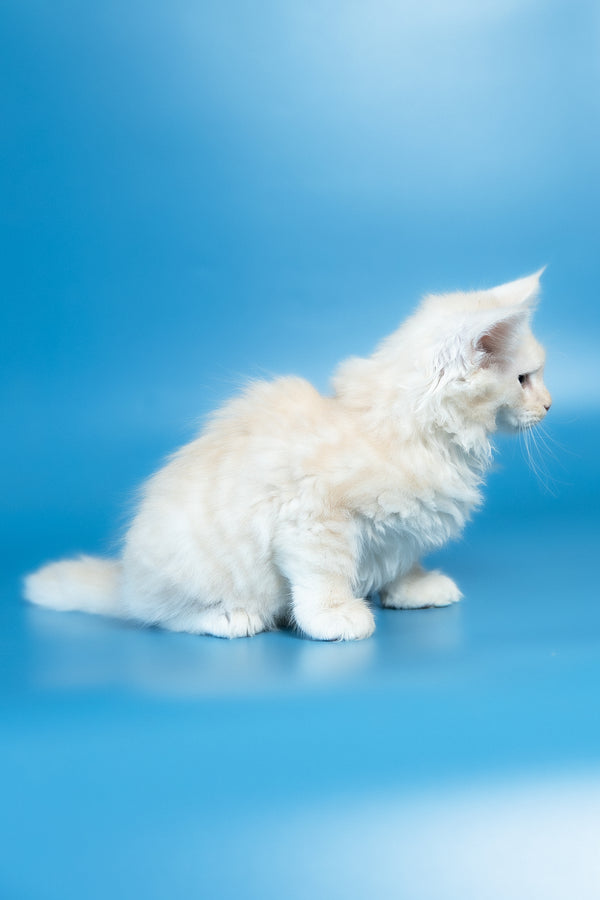 Volf | Maine Coon Kitten