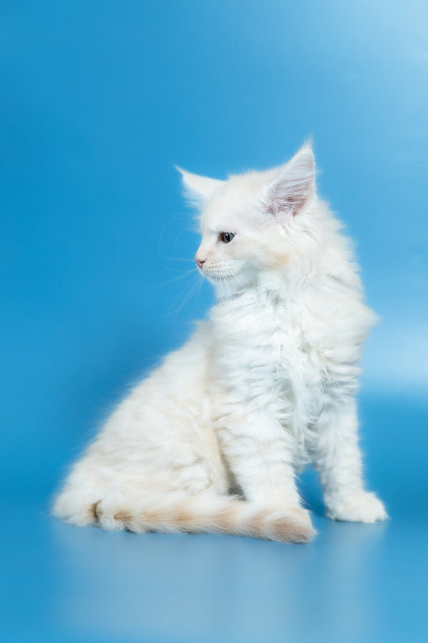 Volf | Maine Coon Kitten