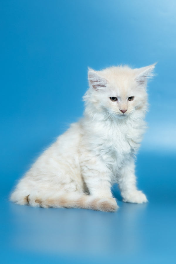 Volf | Maine Coon Kitten