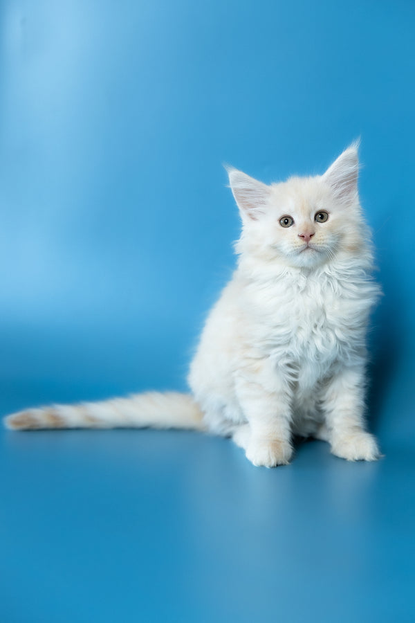 Volf | Maine Coon Kitten