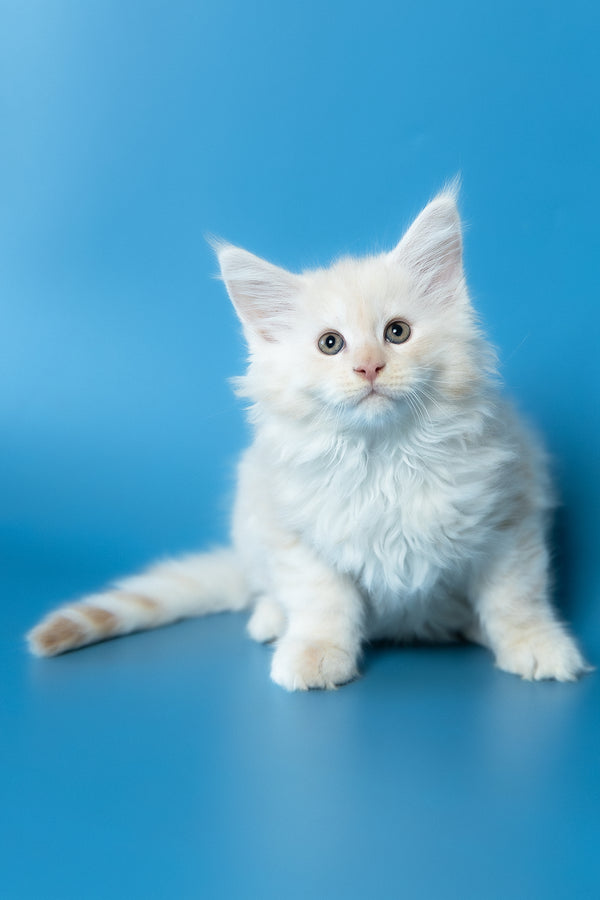Volf | Maine Coon Kitten