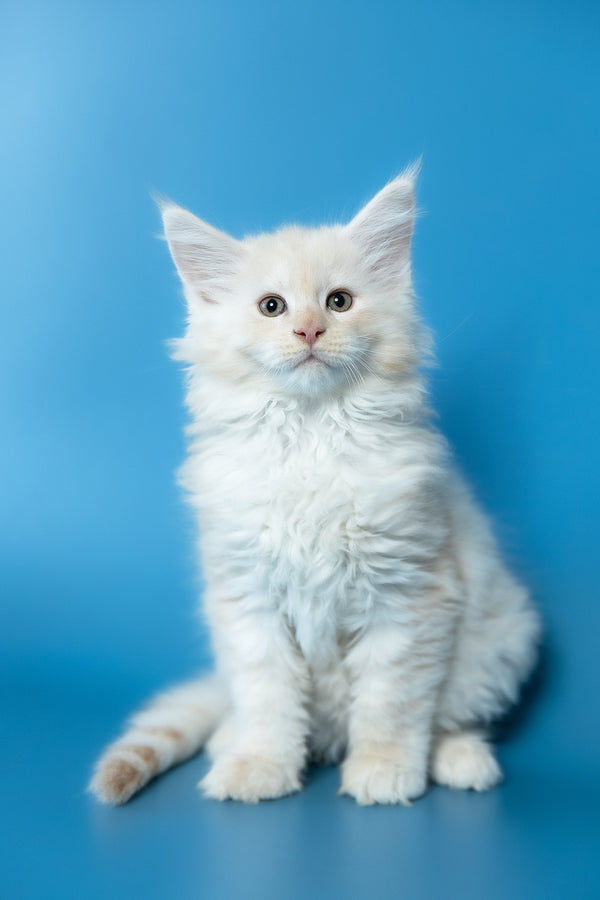 Volf | Maine Coon Kitten