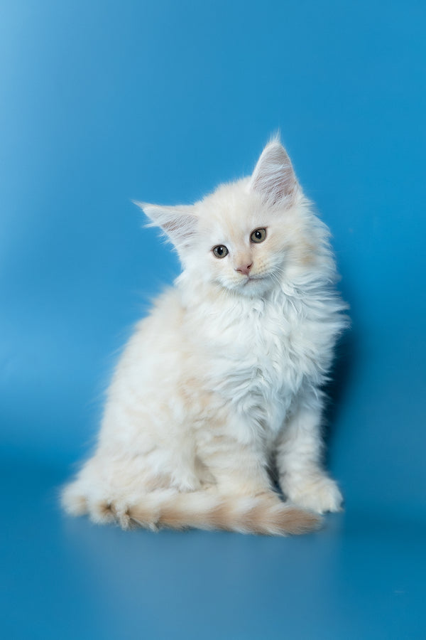 Volf | Maine Coon Kitten