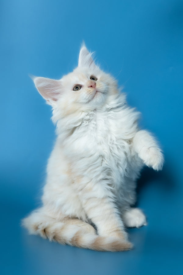 Volf | Maine Coon Kitten