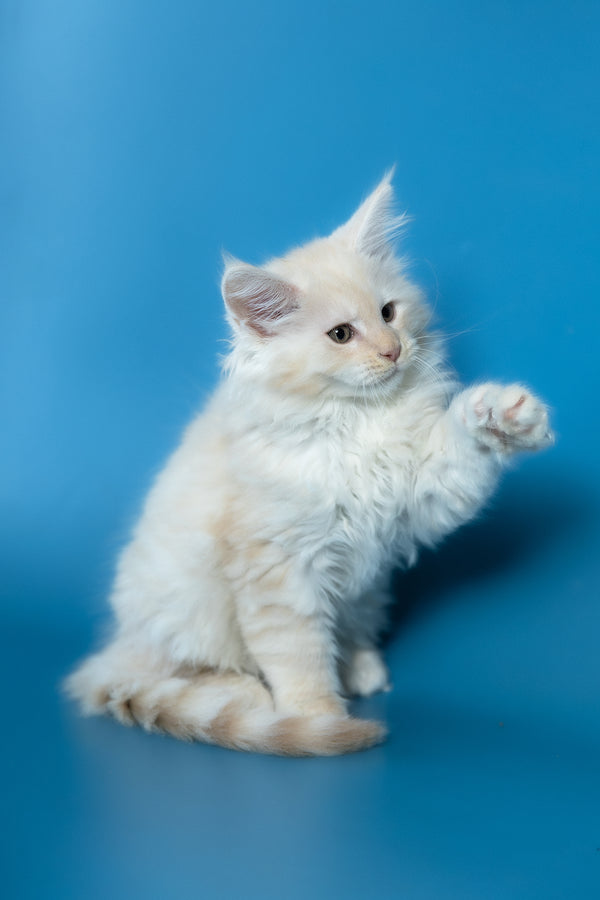 Volf | Maine Coon Kitten