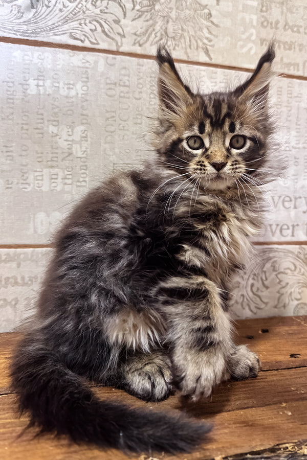 Volik | Polydactyl Maine Coon