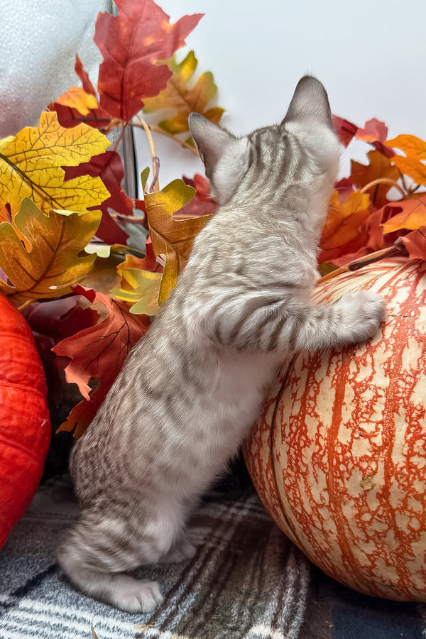 Volstagg | Bengal Kitten