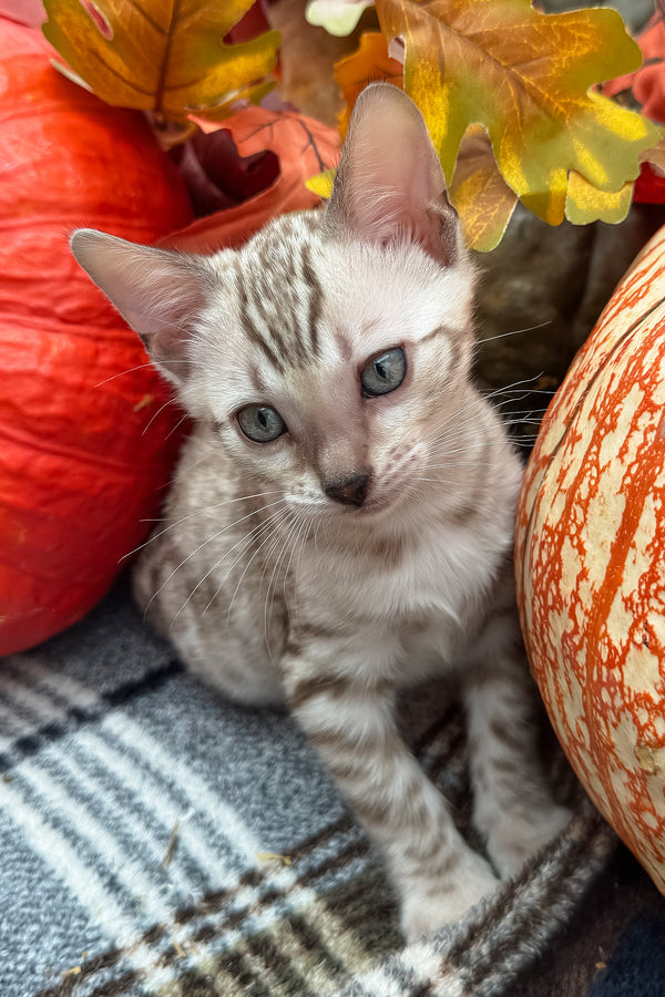 Volstagg | Bengal Kitten