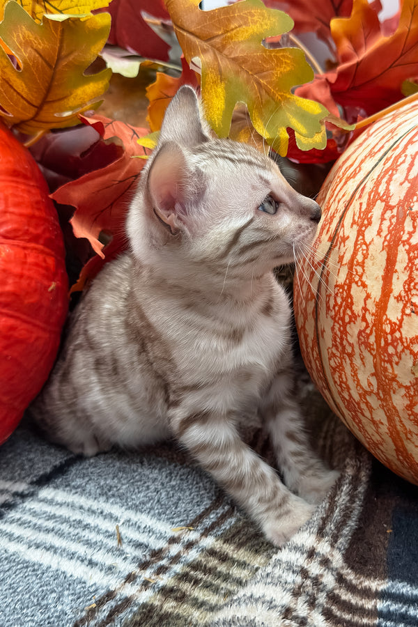 Volstagg | Bengal Kitten