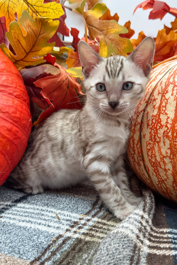 Volstagg | Bengal Kitten
