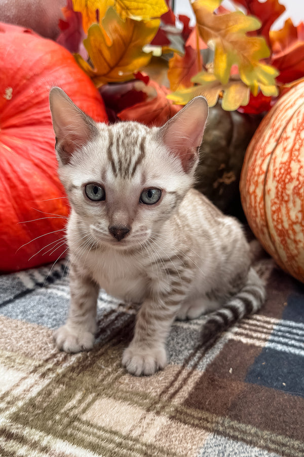 Volstagg | Bengal Kitten