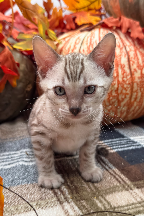 Volstagg | Bengal Kitten