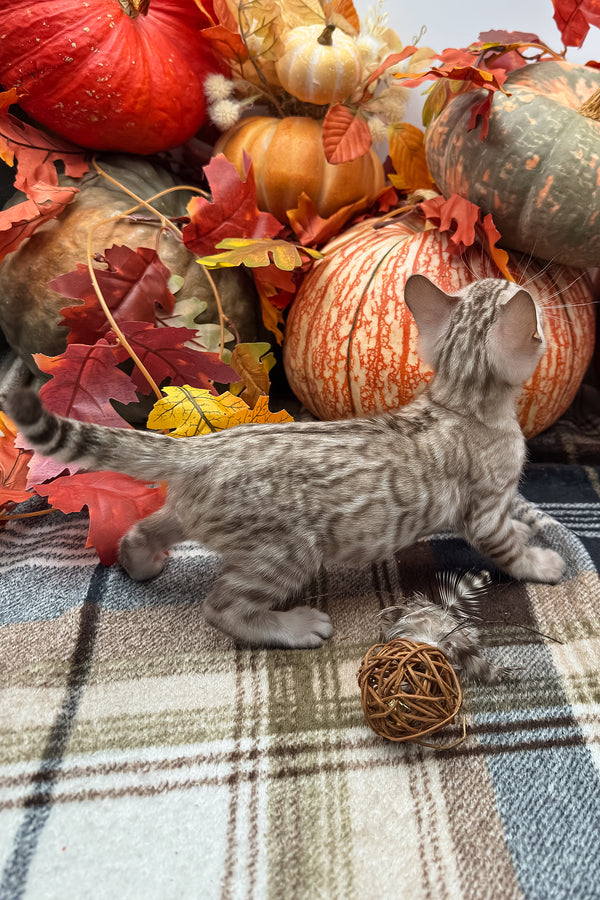 Volstagg | Bengal Kitten