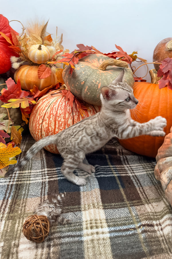 Volstagg | Bengal Kitten