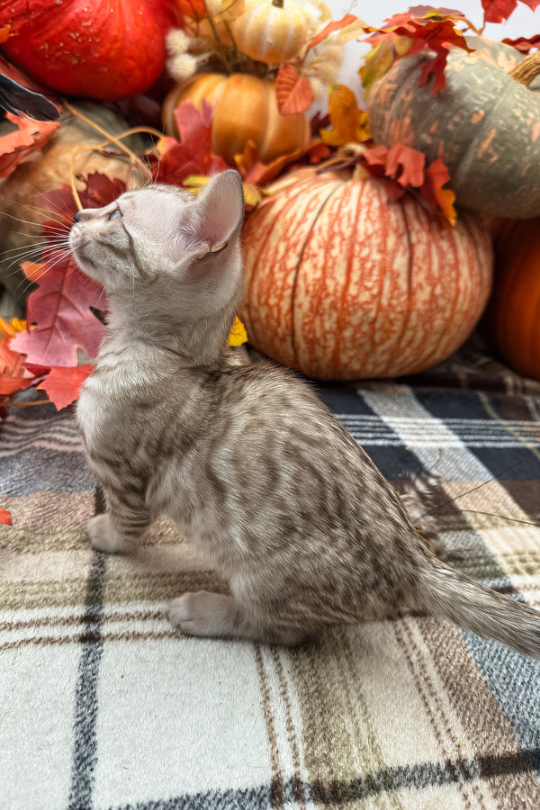 Volstagg | Bengal Kitten