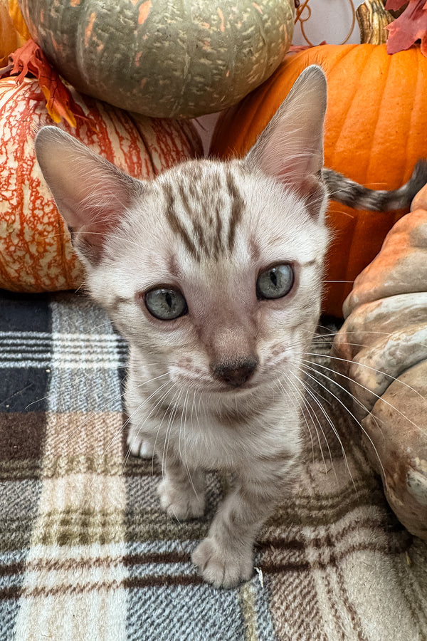 Volstagg | Bengal Kitten