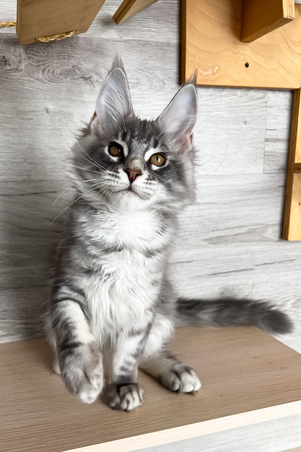 Volume | Maine Coon Kitten
