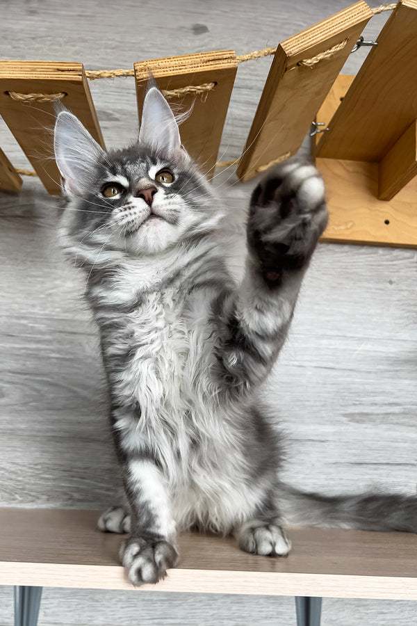 Volume | Maine Coon Kitten