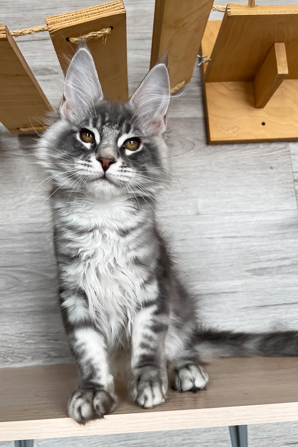 Volume | Maine Coon Kitten