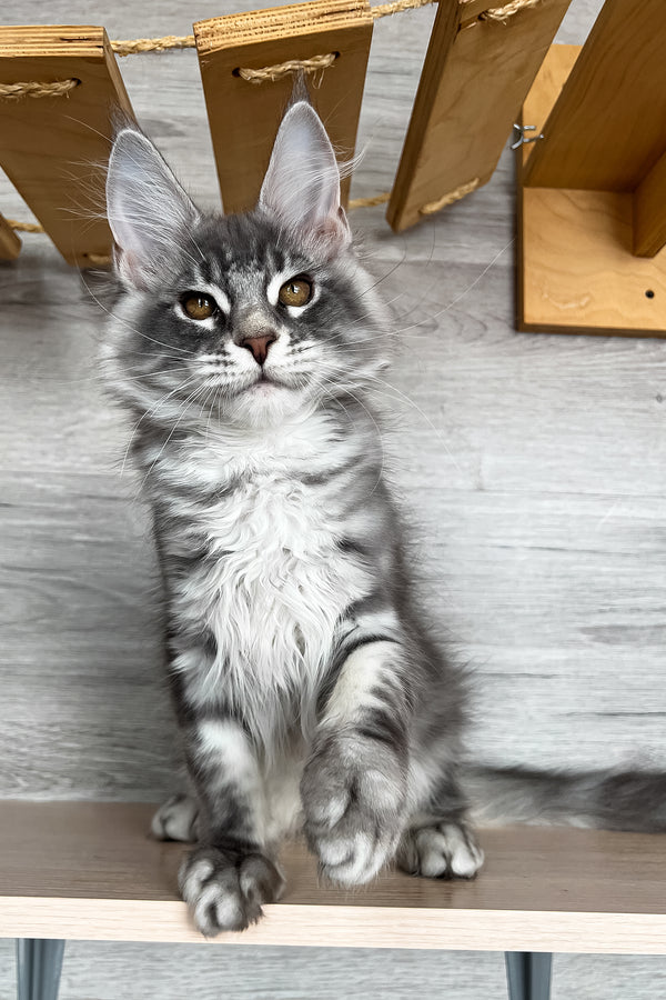 Volume | Maine Coon Kitten
