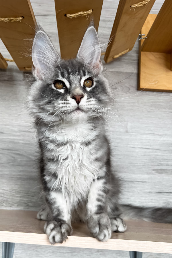 Volume | Maine Coon Kitten