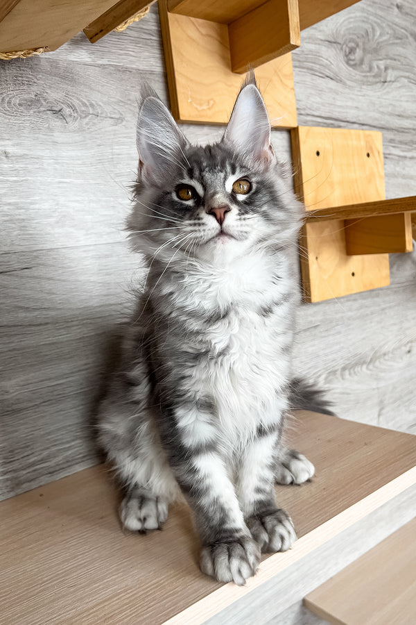 Volume | Maine Coon Kitten