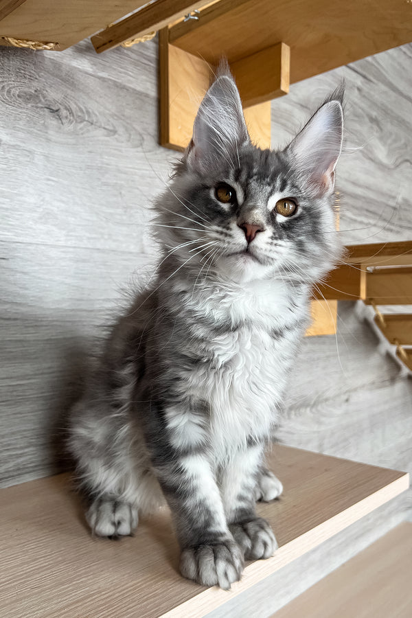 Volume | Maine Coon Kitten