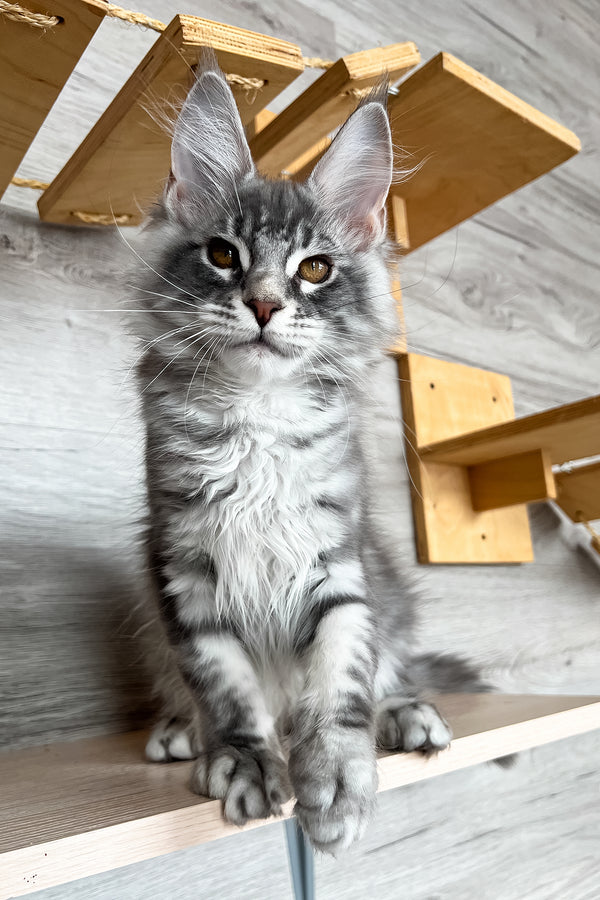 Volume | Maine Coon Kitten