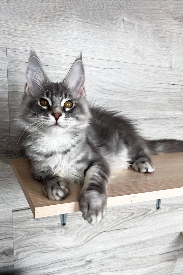 Volume | Maine Coon Kitten