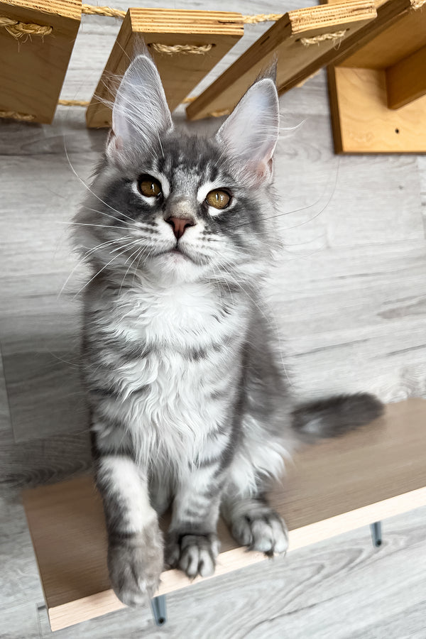 Volume | Maine Coon Kitten