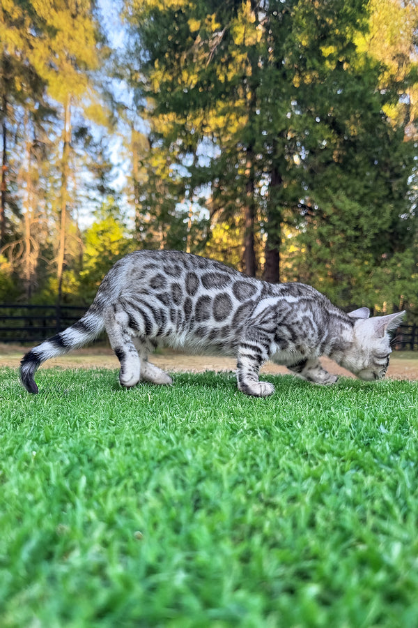 Voodoo | Bengal Kitten