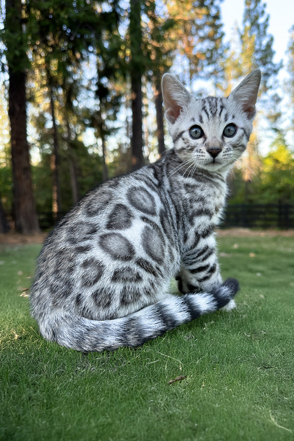 Voodoo | Bengal Kitten