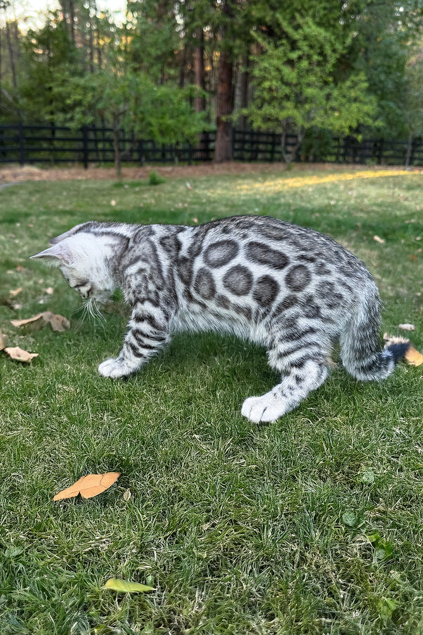 Voodoo | Bengal Kitten