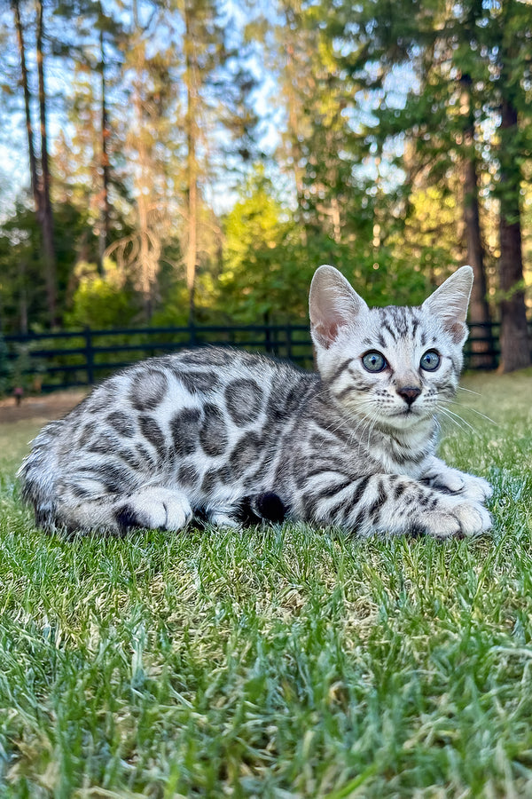 Voodoo | Bengal Kitten