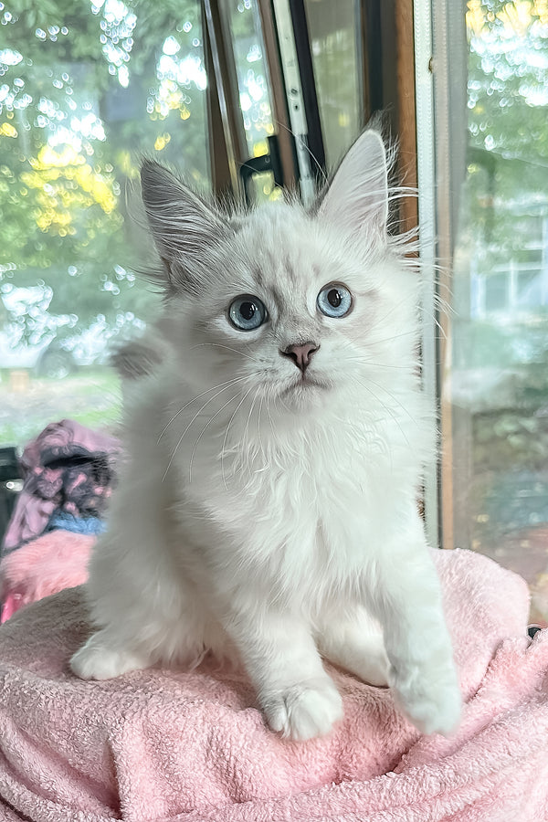 Valentine | Siberian Kitten